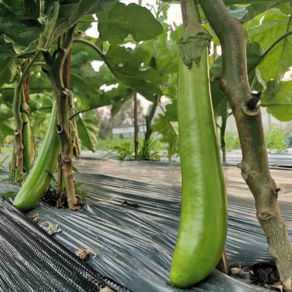 มะเขือยาวออร์แกนิค