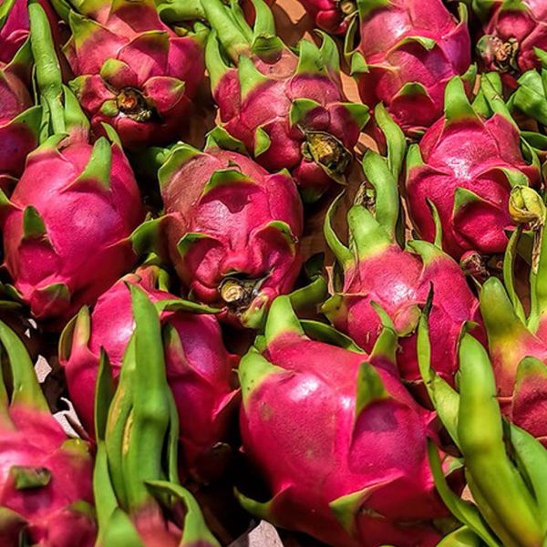 แก้วมังกร เนื้อสีขาว Size M