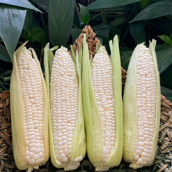 ข้าวโพด ภูใยใส