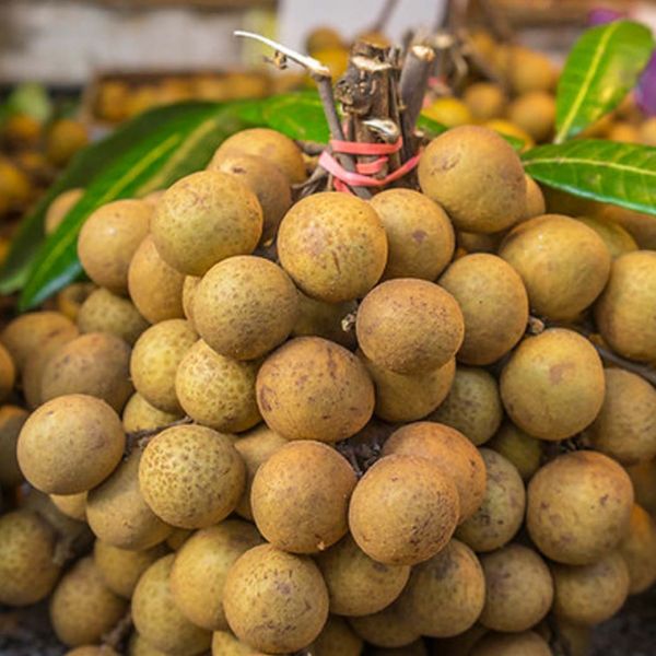 ลำไยสด Size M