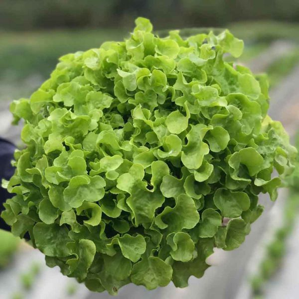 กรีนโอ๊คออร์แกนิค