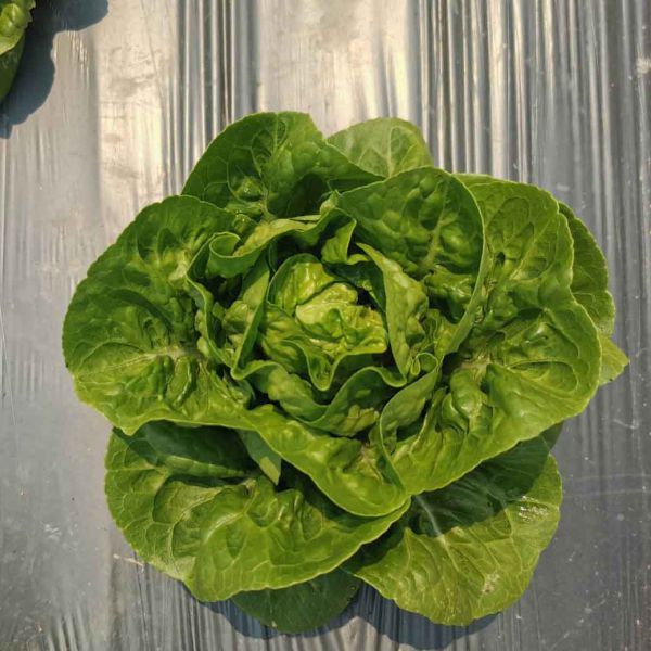 มินิคอส ออร์แกนิค