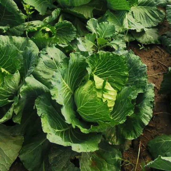 กะหล่ำปลีออร์แกนิค