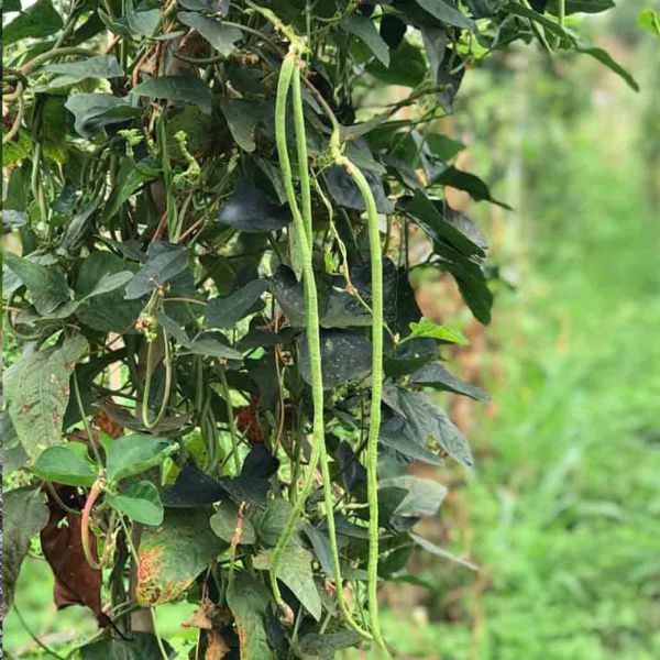 ถั่วฝักยาวออร์แกนิค