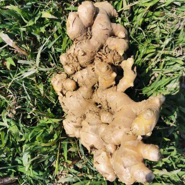 ขิงออร์แกนิค