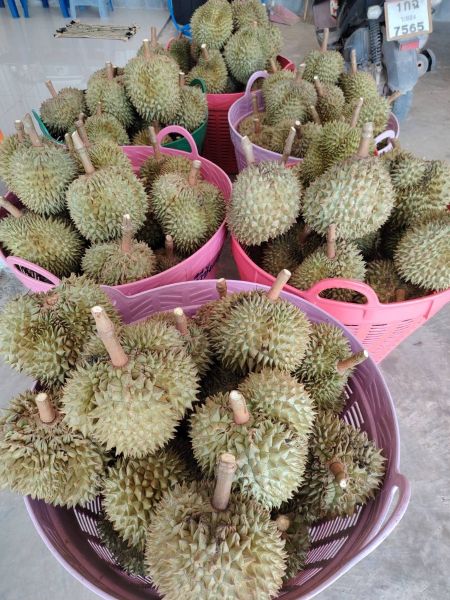 ทุเรียน(สวนทัศกร ระยอง ผลไม้ตามฤดู)