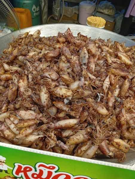 หมึกกะตอย(สมชายไข่หมึก)